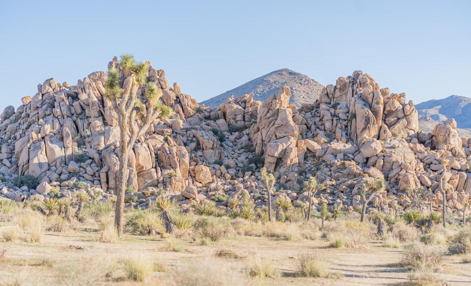 The Cactus Villas at Joshua Tree: Desert Oasis with Pool & Hot Tub Twentynine Palms Exterior photo